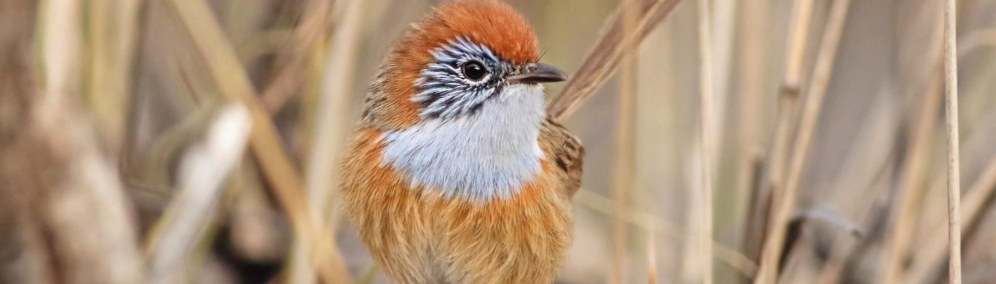 Featured image for “Safe Havens for Endangered Species”