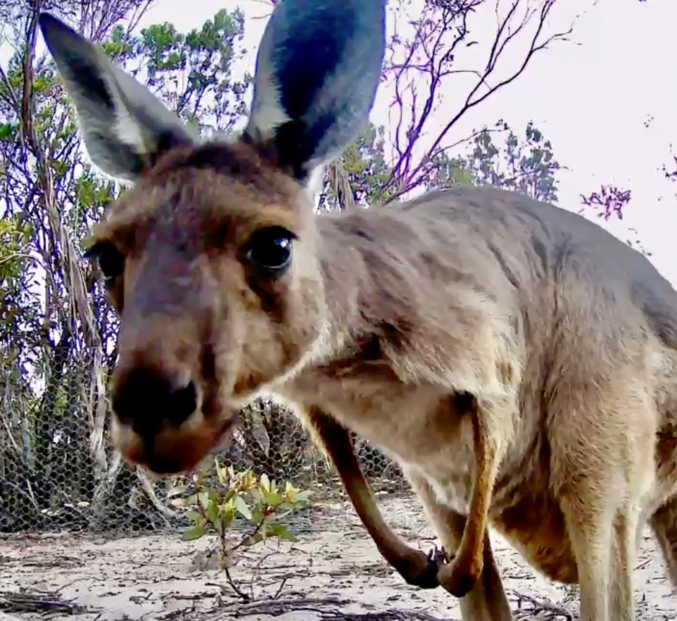 Featured image for “Talopea Downs update”